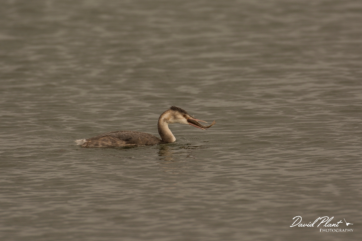 David Plant Photography - Wildlife Photography - Great crested grebe - D.jpg - Great crested grebe with perch - Oxfordshire