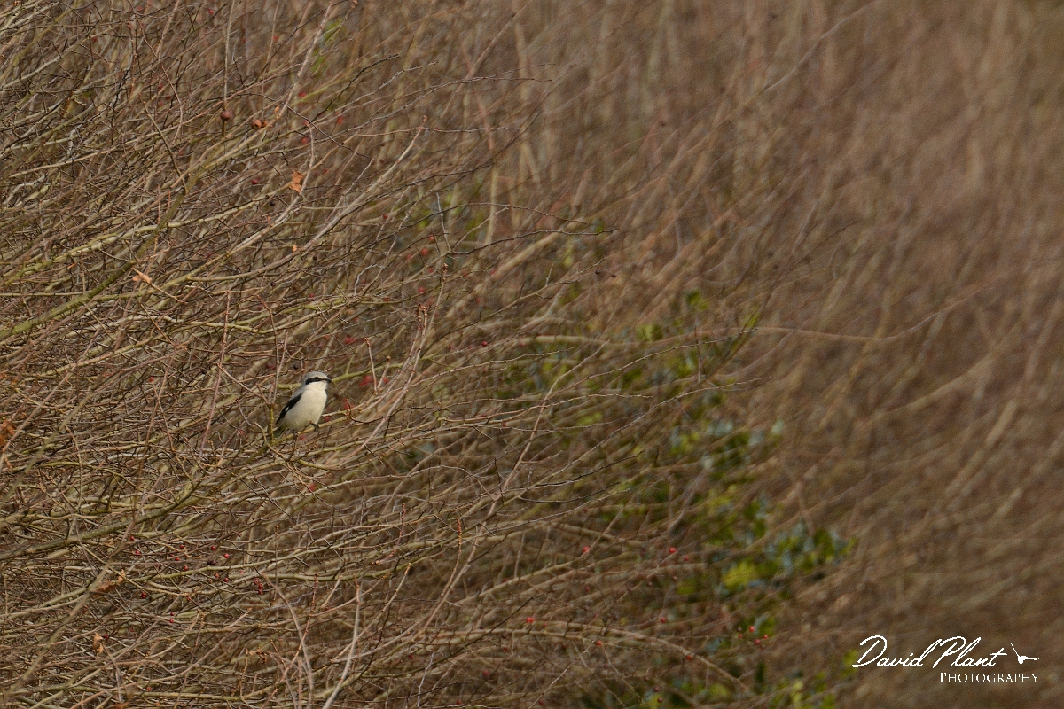 David Plant Photography - Wildlife Photography - Great grey shrike - A.jpg - Great grey shrike in hedge - Kent