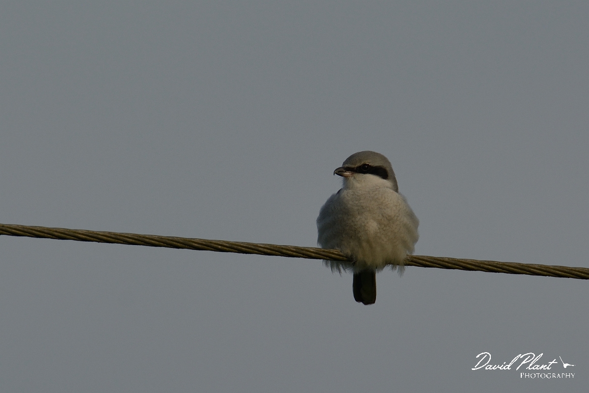 David Plant Photography - Wildlife Photography - Great grey shrike - B.jpg - Great grey shrike on wire - Kent