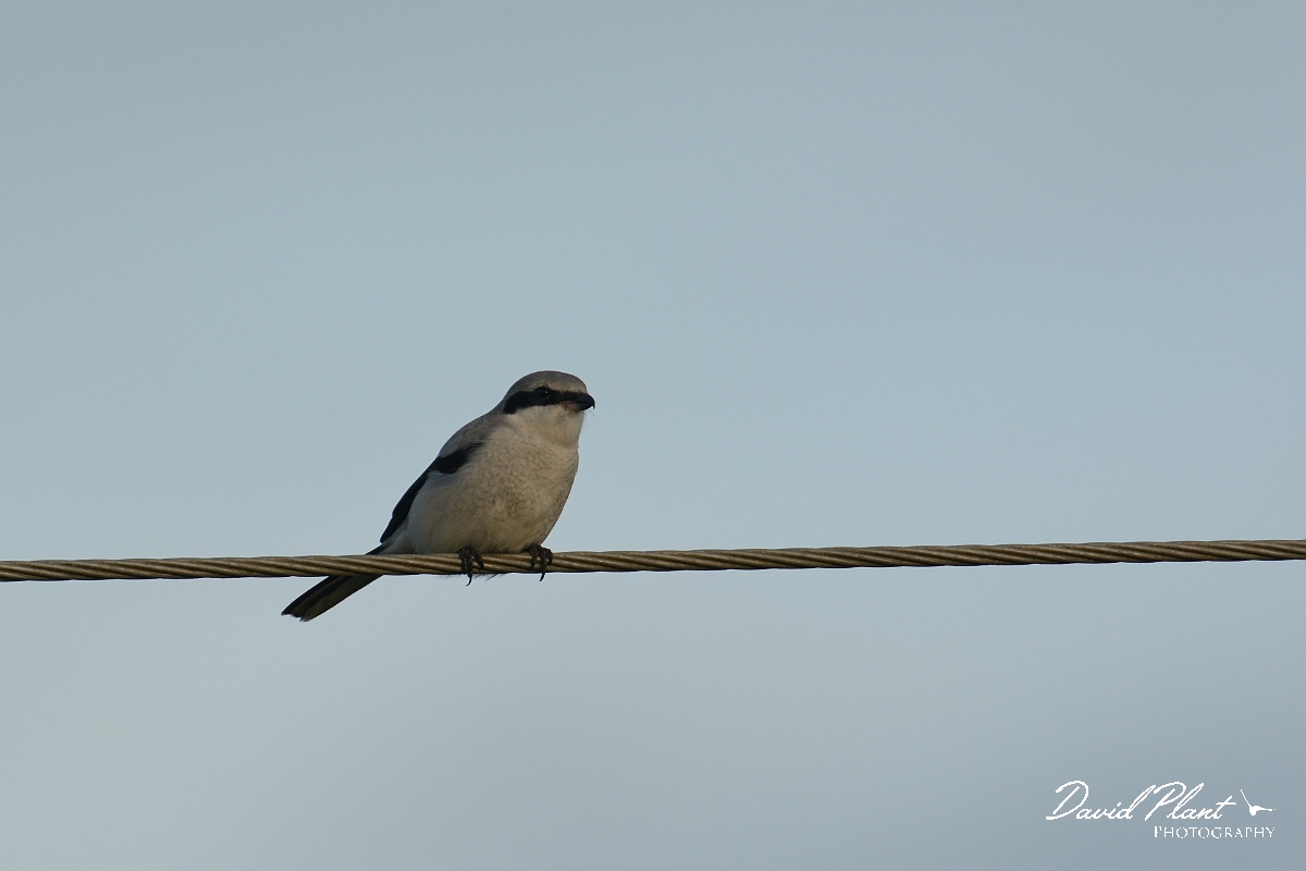 David Plant Photography - Wildlife Photography - Great grey shrike - D.jpg - Great grey shrike - Kent