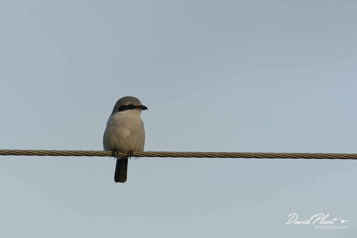David Plant Photography - Wildlife Photography - Great grey shrike - E.jpg - Great grey shrike - Kent