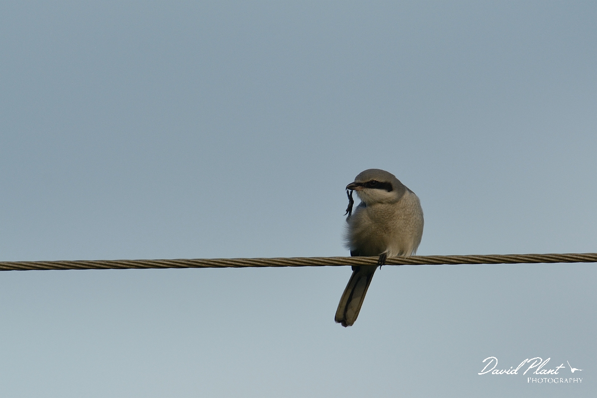 David Plant Photography - Wildlife Photography - Great grey shrike - F.jpg - Great grey shrike scratching beak - Kent