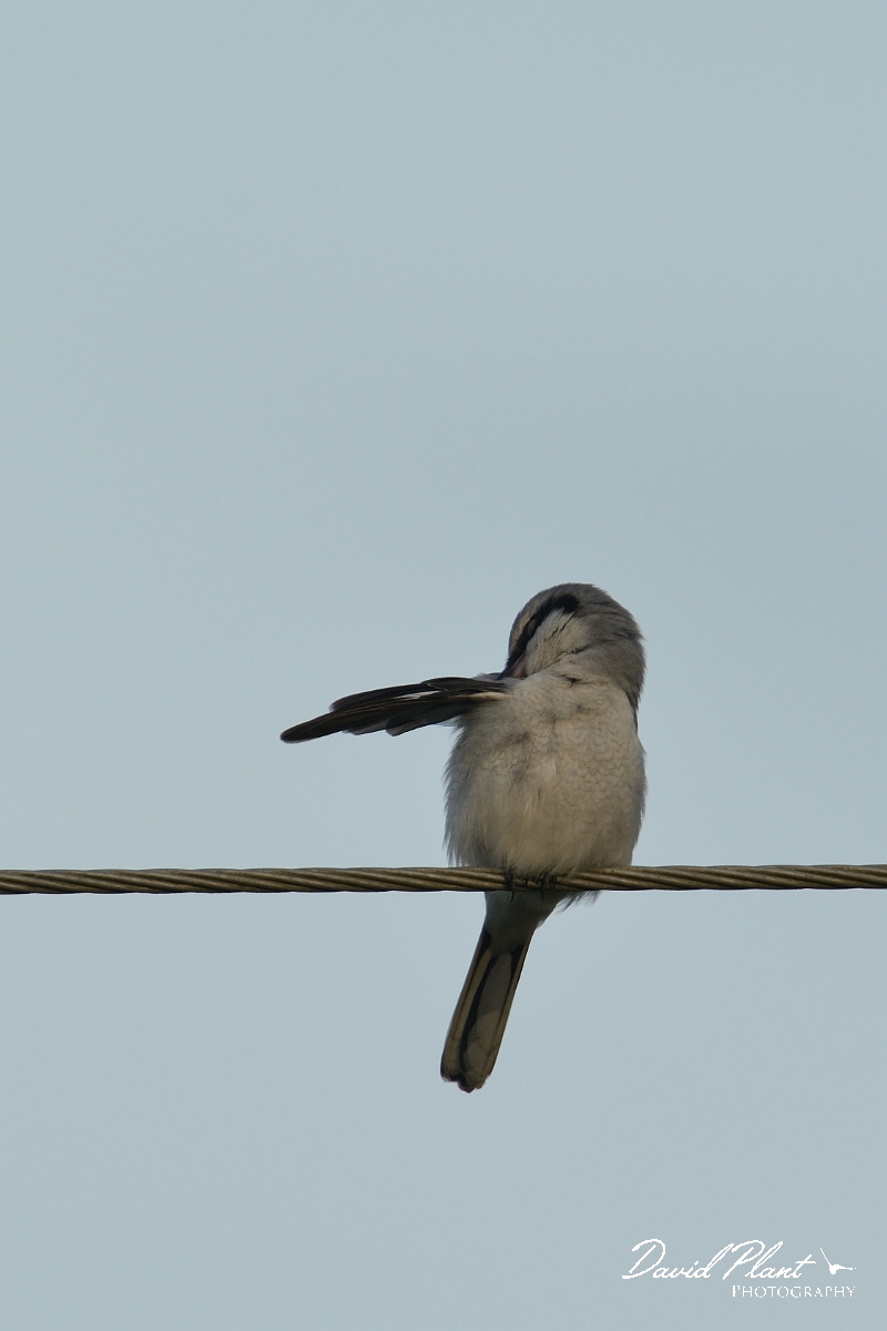 David Plant Photography - Wildlife Photography - Great grey shrike - H.jpg - Great grey shrike preening - Kent