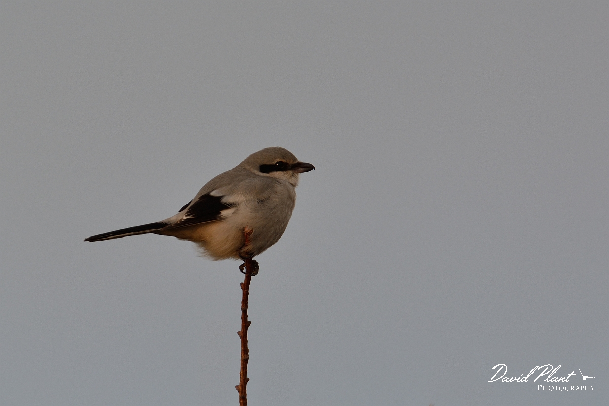 David Plant Photography - Wildlife Photography - Great grey shrike - I.jpg - Great grey shrike - Gloucestershire