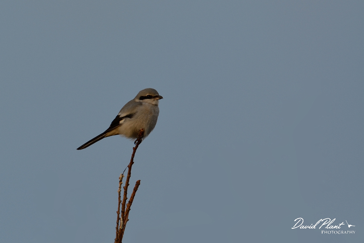 David Plant Photography - Wildlife Photography - Great grey shrike - J.jpg - Great grey shrike - Gloucestershire