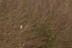 David Plant Photography - Wildlife Photography - Great grey shrike - A
