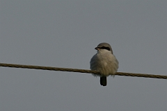 David Plant Photography - Wildlife Photography - Great grey shrike - B