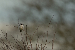 David Plant Photography - Wildlife Photography - Great grey shrike - C