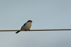 David Plant Photography - Wildlife Photography - Great grey shrike - D