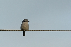 David Plant Photography - Wildlife Photography - Great grey shrike - E