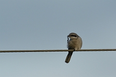 David Plant Photography - Wildlife Photography - Great grey shrike - F