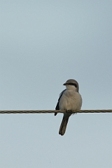 David Plant Photography - Wildlife Photography - Great grey shrike - G