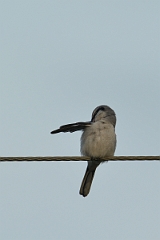 David Plant Photography - Wildlife Photography - Great grey shrike - H