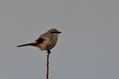 David Plant Photography - Wildlife Photography - Great grey shrike - I