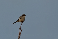 David Plant Photography - Wildlife Photography - Great grey shrike - J
