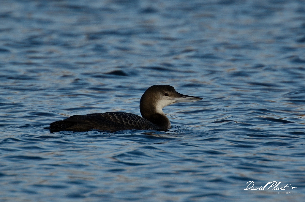 David Plant Photography - Wildlife Photography - Great northern diver - B.jpg - Great northern diver, immature - Buckinghamshire