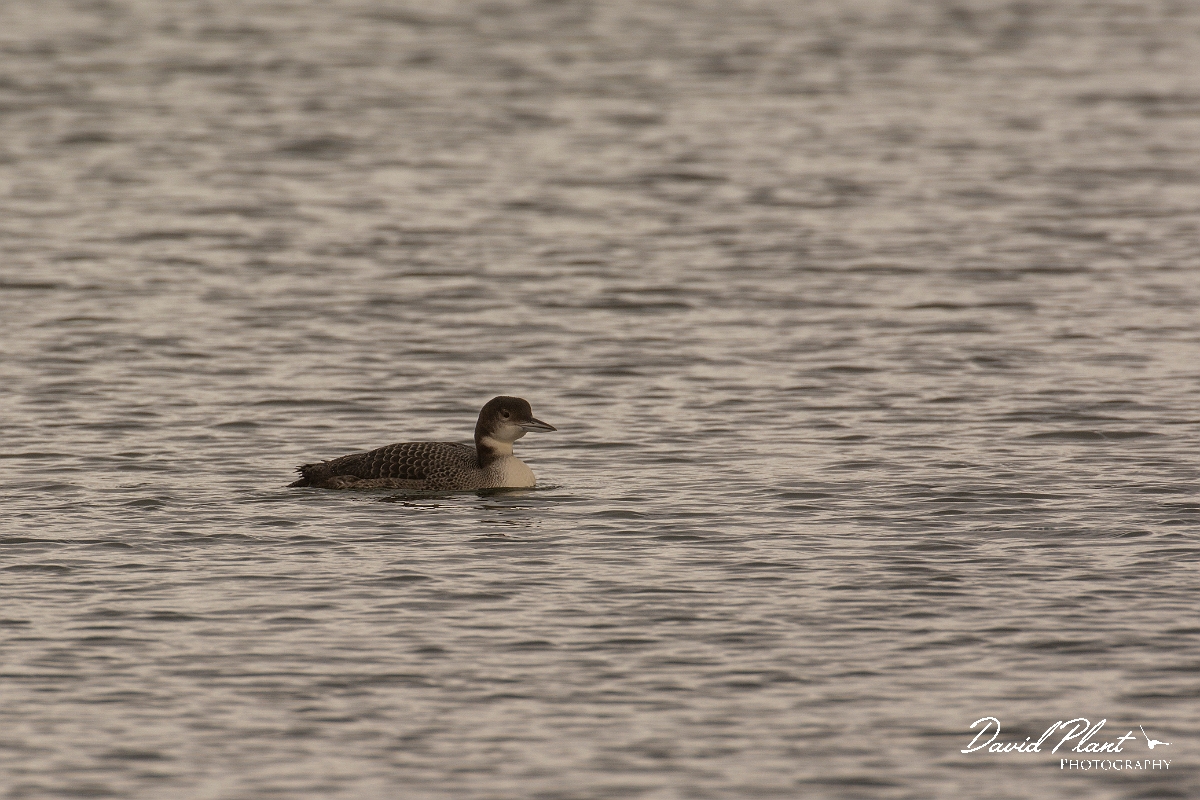 David Plant Photography - Wildlife Photography - Great northern diver - C.jpg - Great northern diver - Oxfordshire