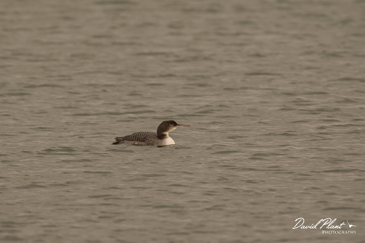David Plant Photography - Wildlife Photography - Great northern diver - D.jpg - Great northern diver - Oxfordshire
