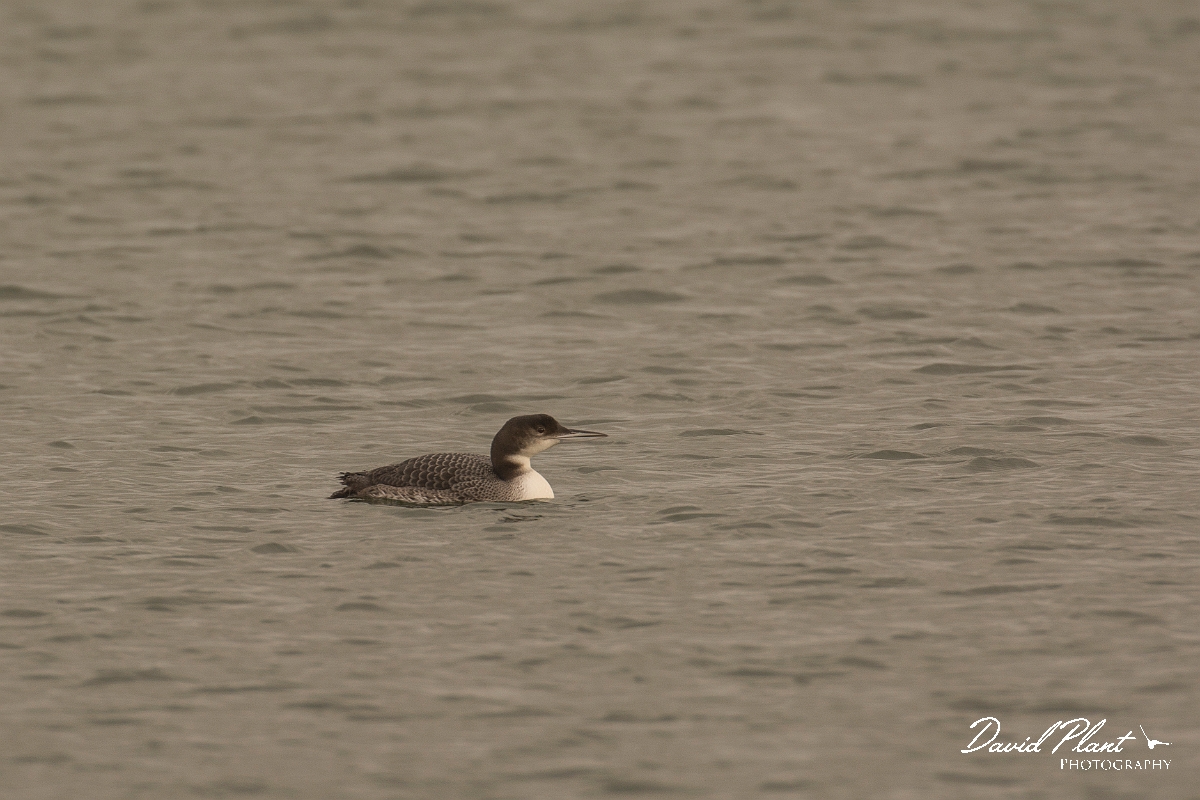 David Plant Photography - Wildlife Photography - Great northern diver - E.jpg - Great northern diver - Oxfordshire