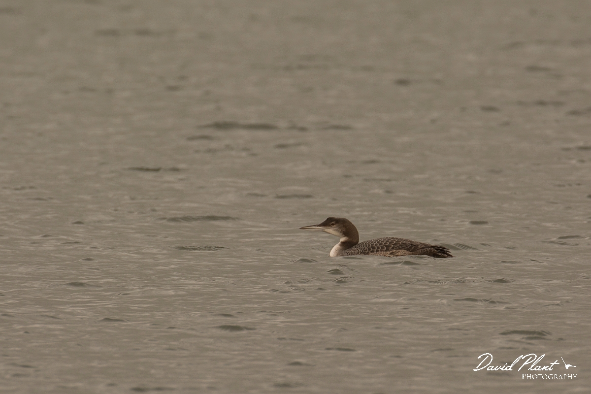 David Plant Photography - Wildlife Photography - Great northern diver - F.jpg - Great northern diver - Oxfordshire