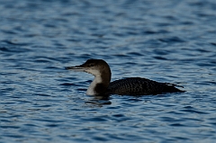 David Plant Photography - Wildlife Photography - Great northern diver - A