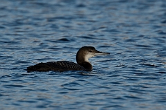 David Plant Photography - Wildlife Photography - Great northern diver - B