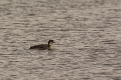 David Plant Photography - Wildlife Photography - Great northern diver - C
