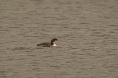David Plant Photography - Wildlife Photography - Great northern diver - D