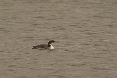 David Plant Photography - Wildlife Photography - Great northern diver - E