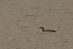 David Plant Photography - Wildlife Photography - Great northern diver - F