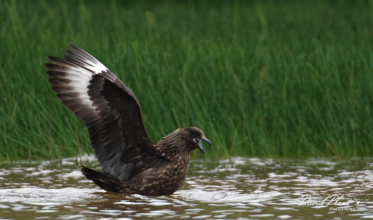 David Plant Photography - Wildlife Photographer - Great skua - A.JPG - Great skua - Shetland Islands