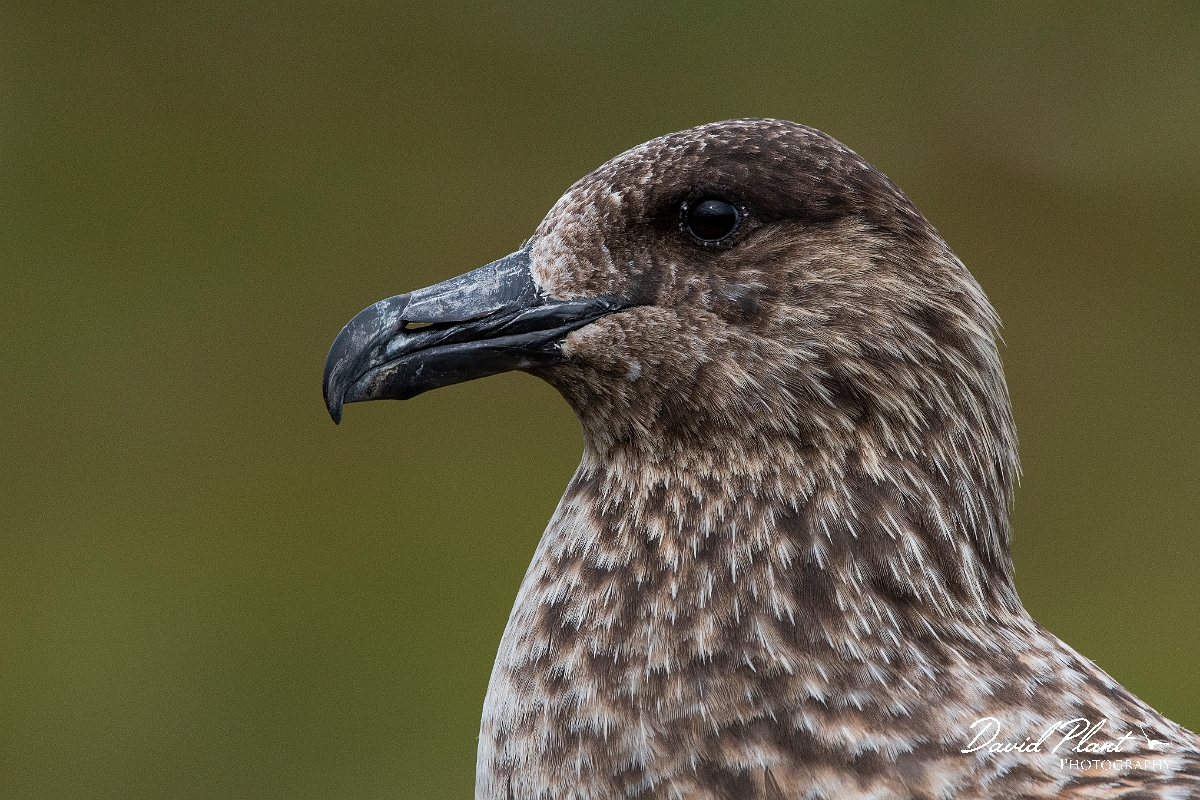 David Plant Photography - Wildlife Photography - Great skua - AA.JPG - Great skua head - Highlands