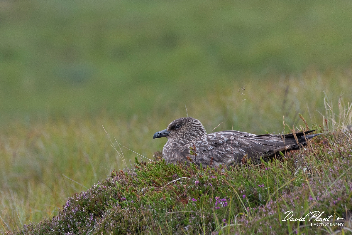 David Plant Photography - Wildlife Photography - Great skua - AC.JPG - Great skua sitting - Highlands