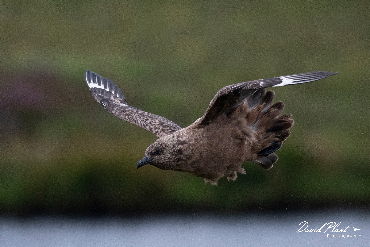 David Plant Photography - Wildlife Photography - Great skua - AE.JPG - Great skua in flight - Highlands