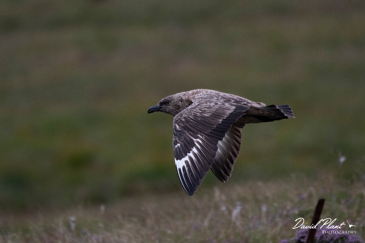 David Plant Photography - Wildlife Photography - Great skua - AF.JPG - Great skua in flight - Highlands