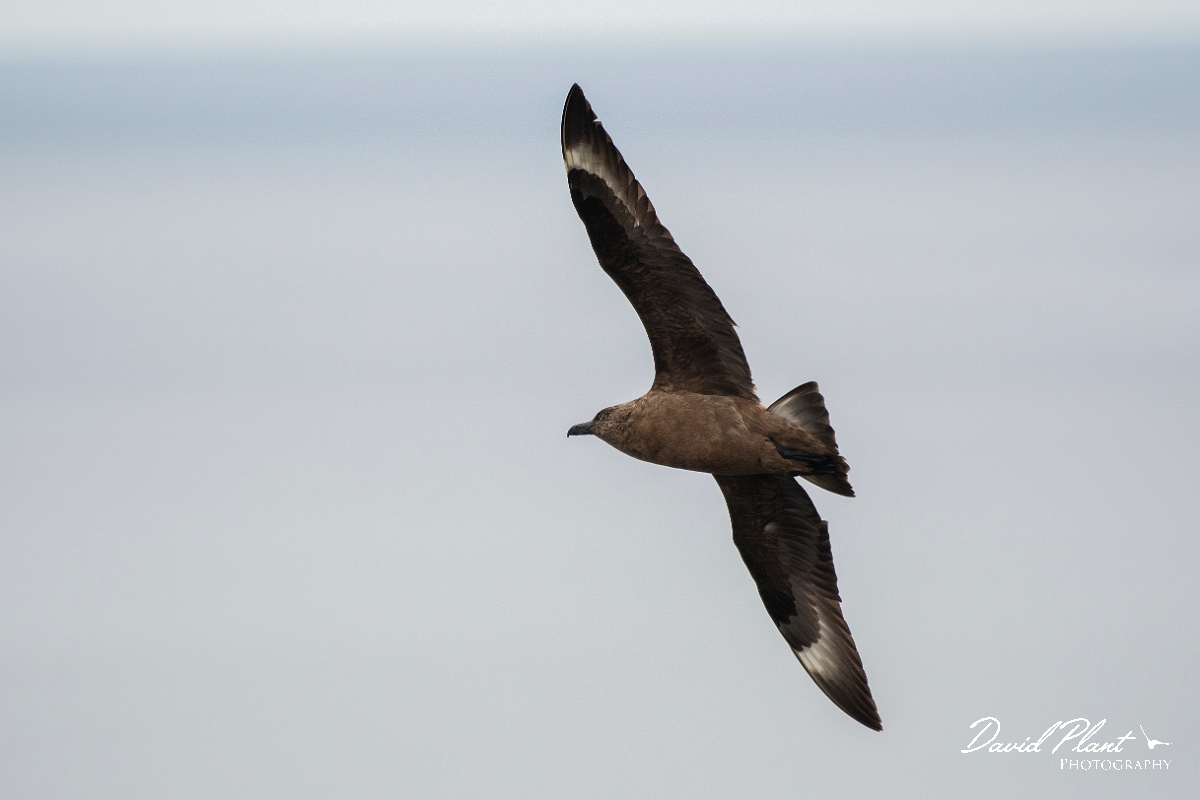 David Plant Photography - Wildlife Photography - Great skua - AG.JPG - Great skua in flight - Highlands