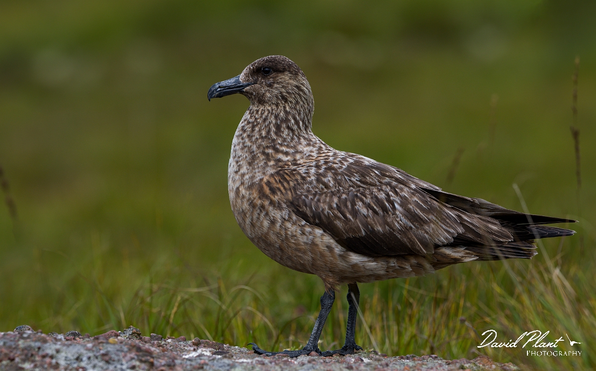 David Plant Photography - Wildlife Photography - Great skua - AH.jpg - Great skua standing - Highlands