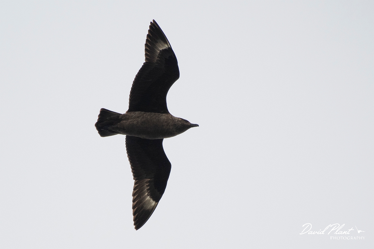 David Plant Photography - Wildlife Photography - Great skua - B.JPG - Great skua in flight - Highlands
