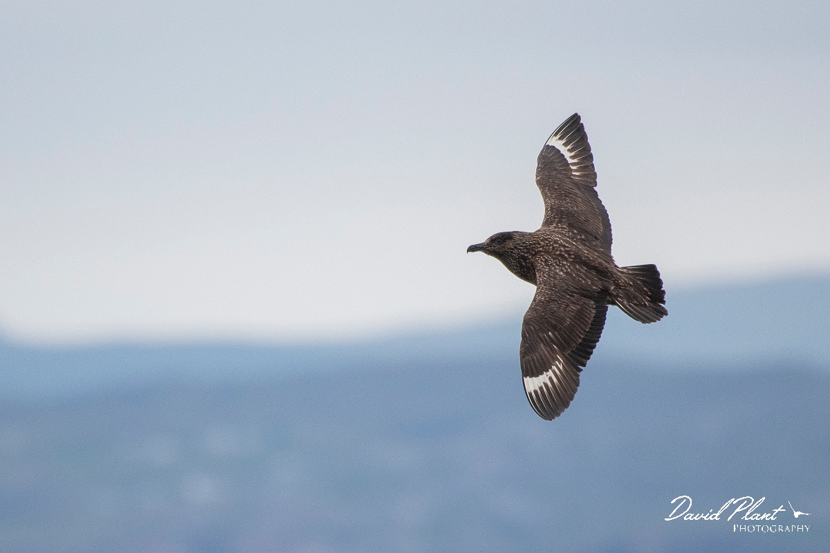 David Plant Photography - Wildlife Photography - Great skua - C.JPG - Great skua in flight - Highlands