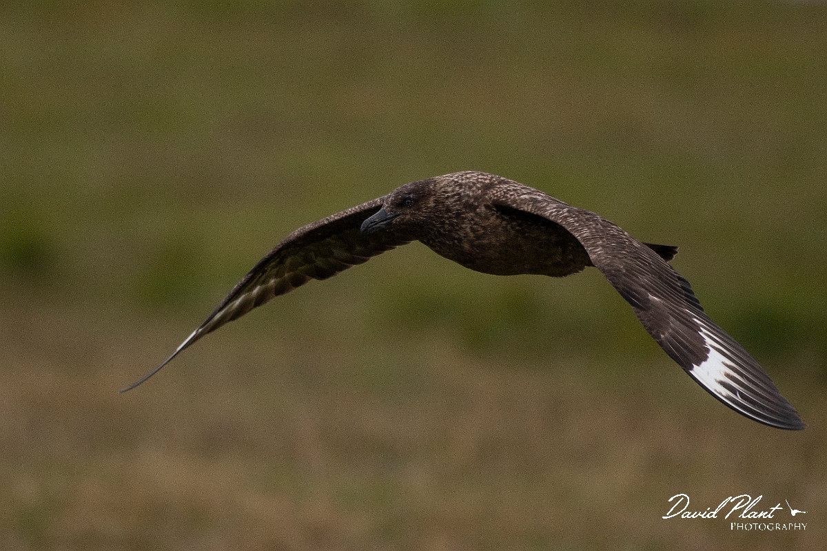 David Plant Photography - Wildlife Photography - Great skua - D.JPG - Great skua in flight - Highlands