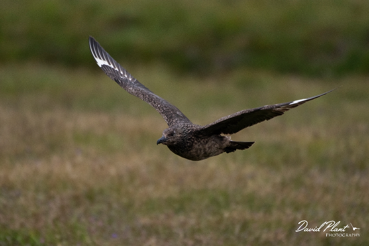 David Plant Photography - Wildlife Photography - Great skua - E.JPG - Great skua in flight - Highlands