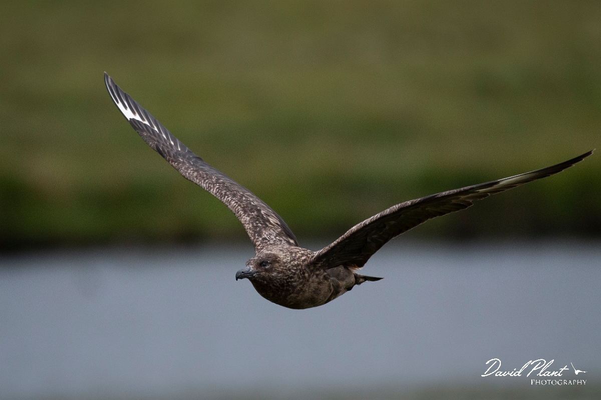 David Plant Photography - Wildlife Photography - Great skua - G.JPG - Great skua in flight - Highlands