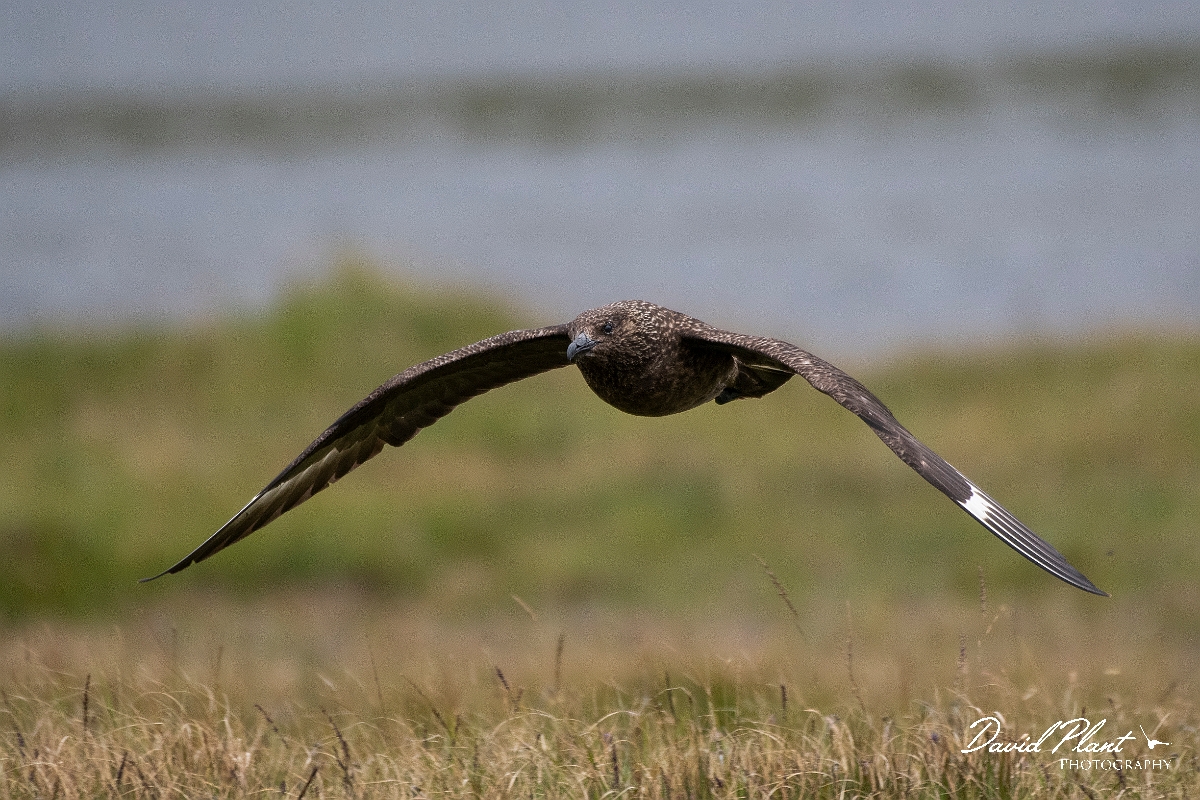 David Plant Photography - Wildlife Photography - Great skua - H.JPG - Great skua in flight - Highlands