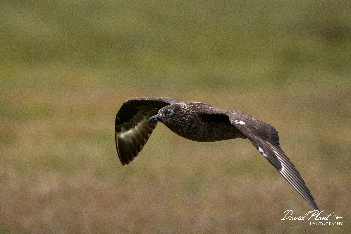 David Plant Photography - Wildlife Photography - Great skua - I.JPG - Great skua in flight - Highlands