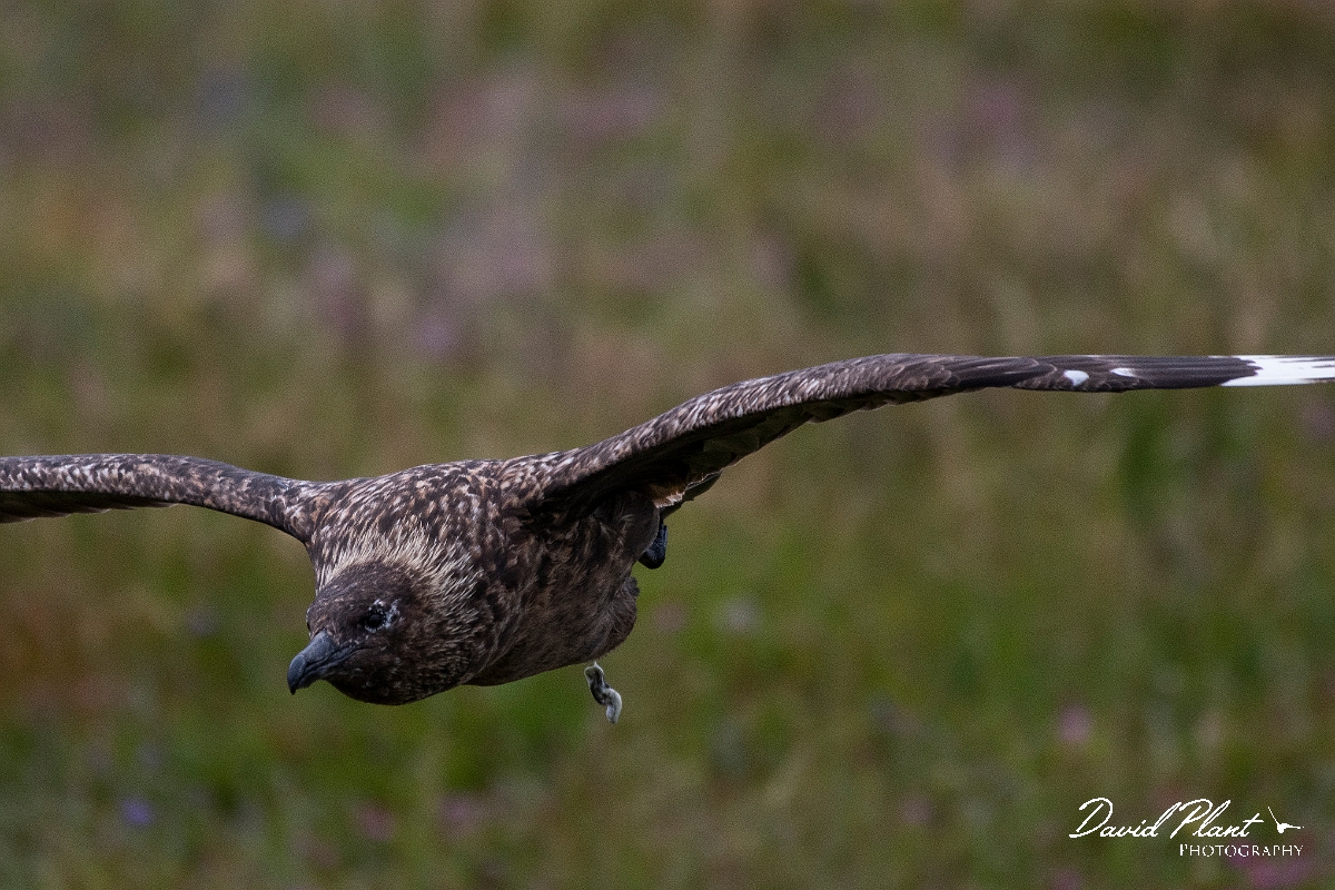 David Plant Photography - Wildlife Photography - Great skua - J.JPG - Great skua in flight - Highlands