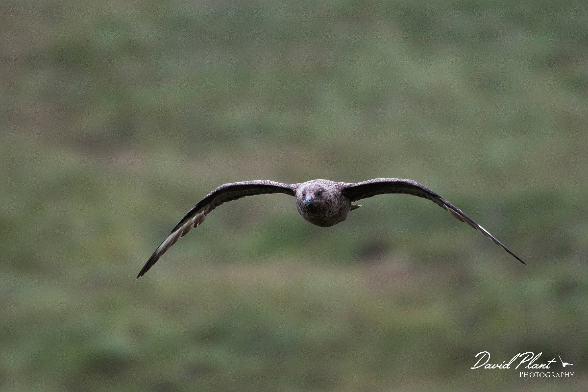 David Plant Photography - Wildlife Photography - Great skua - K.JPG - Great skua in flight - Highlands