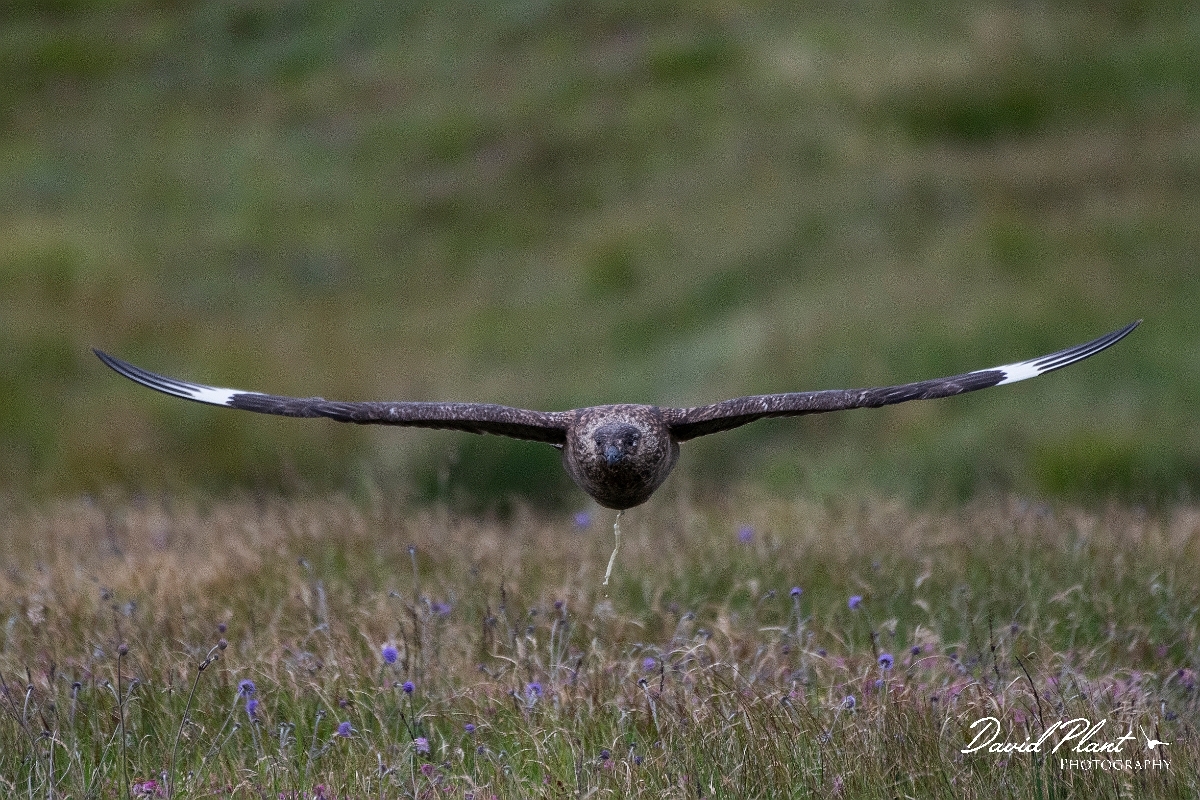 David Plant Photography - Wildlife Photography - Great skua - M.JPG - Great skua in flight - Highlands