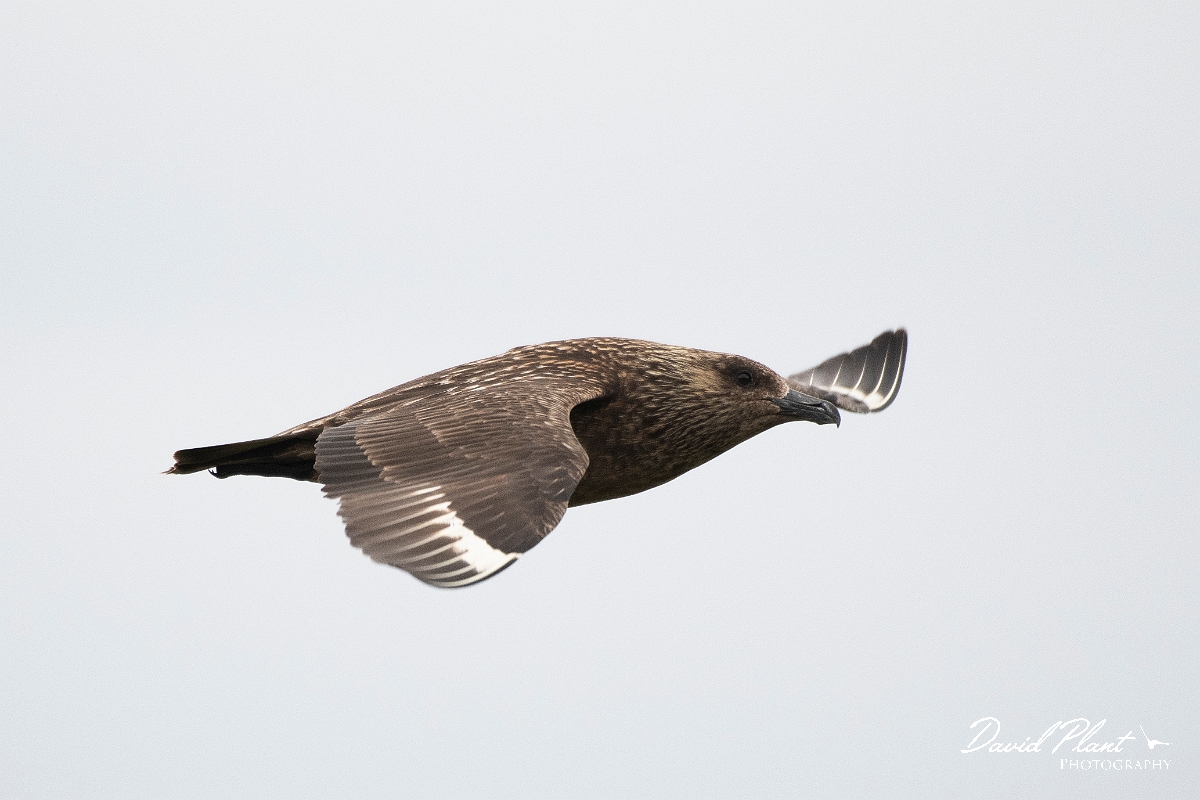 David Plant Photography - Wildlife Photography - Great skua - N.JPG - Great skua in flight - Highlands