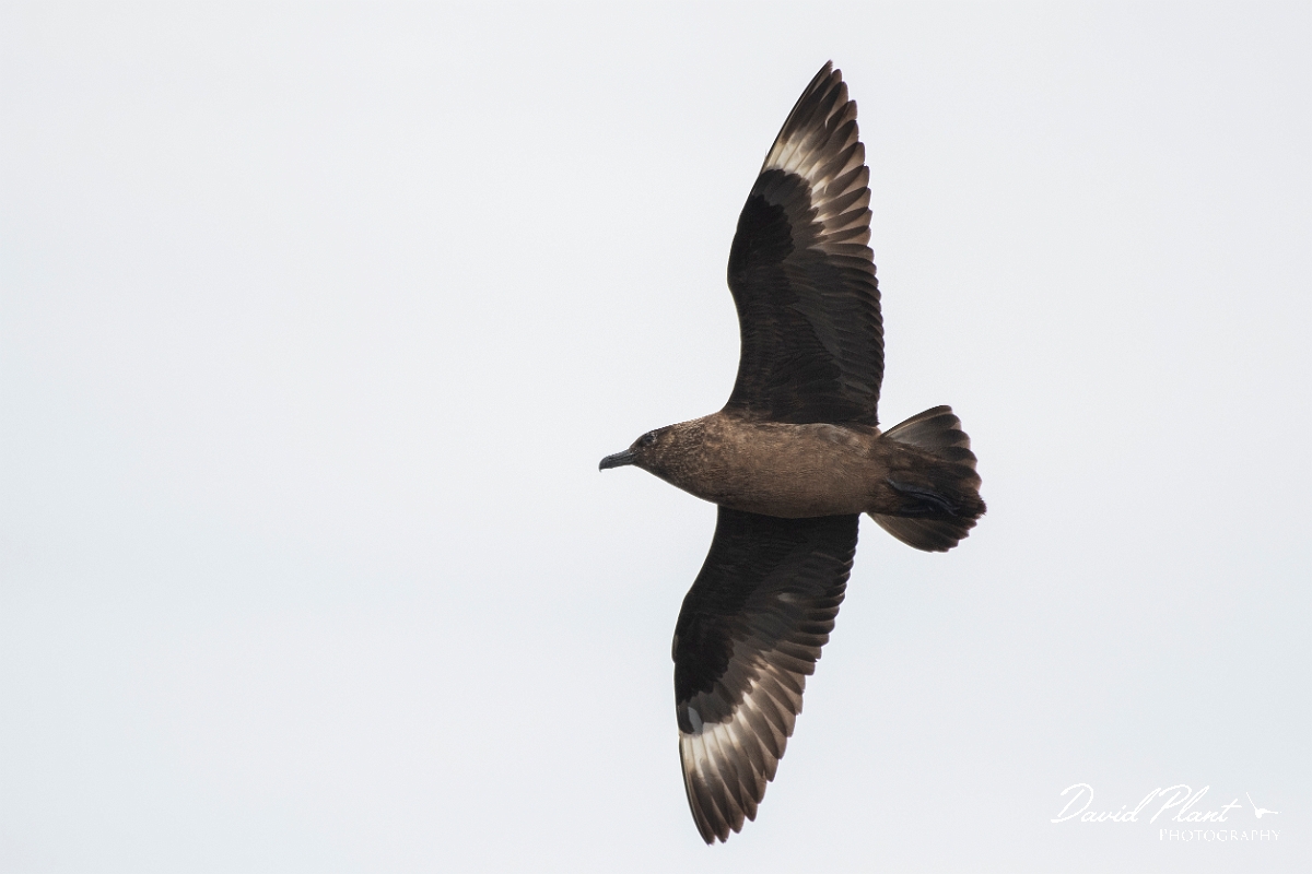 David Plant Photography - Wildlife Photography - Great skua - O.JPG - Great skua in flight - Highlands