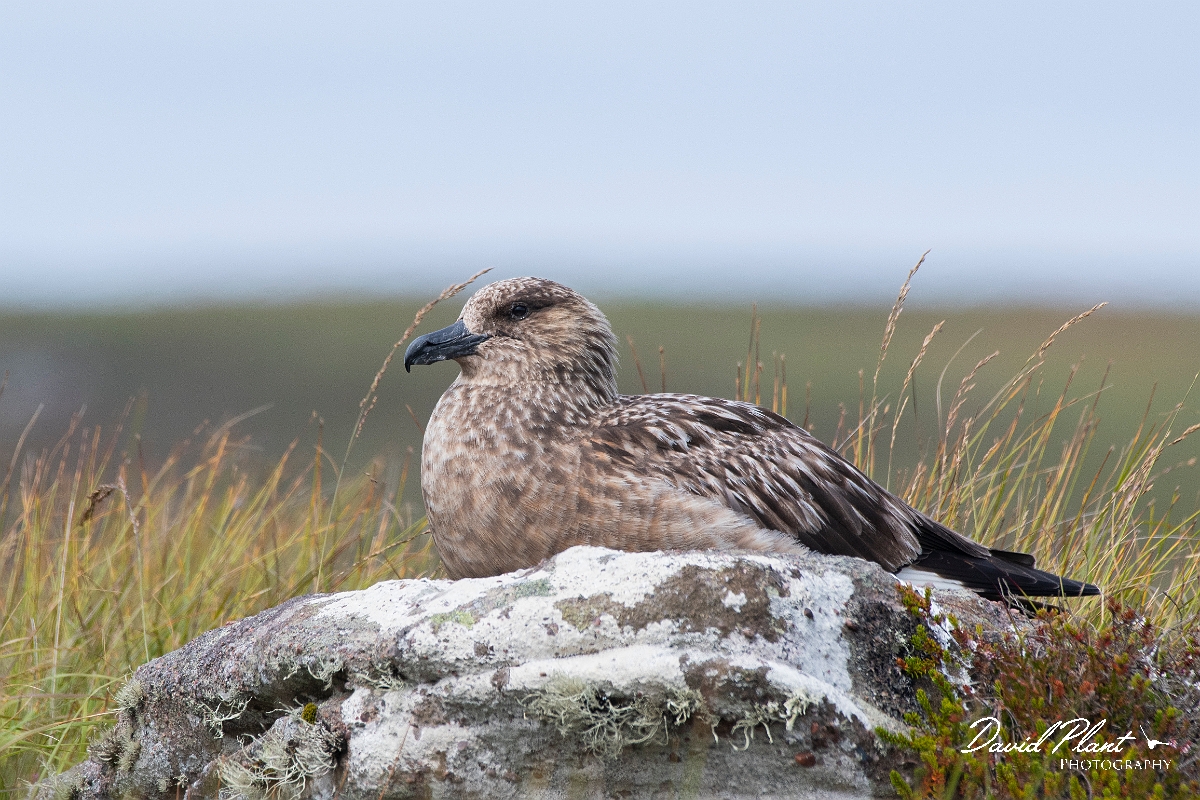 David Plant Photography - Wildlife Photography - Great skua - P.JPG - Great skua sitting - Highlands